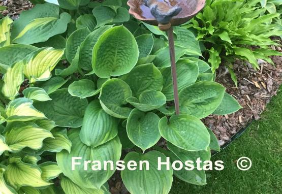 Hosta Sugar Snap